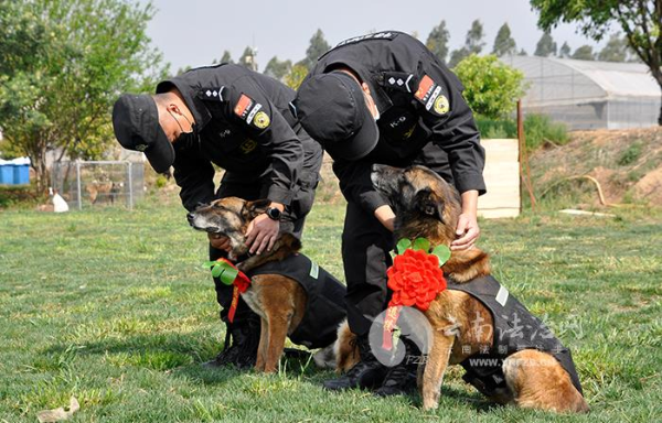 云南一警犬连续四周被基地通报，背后的故事与启示