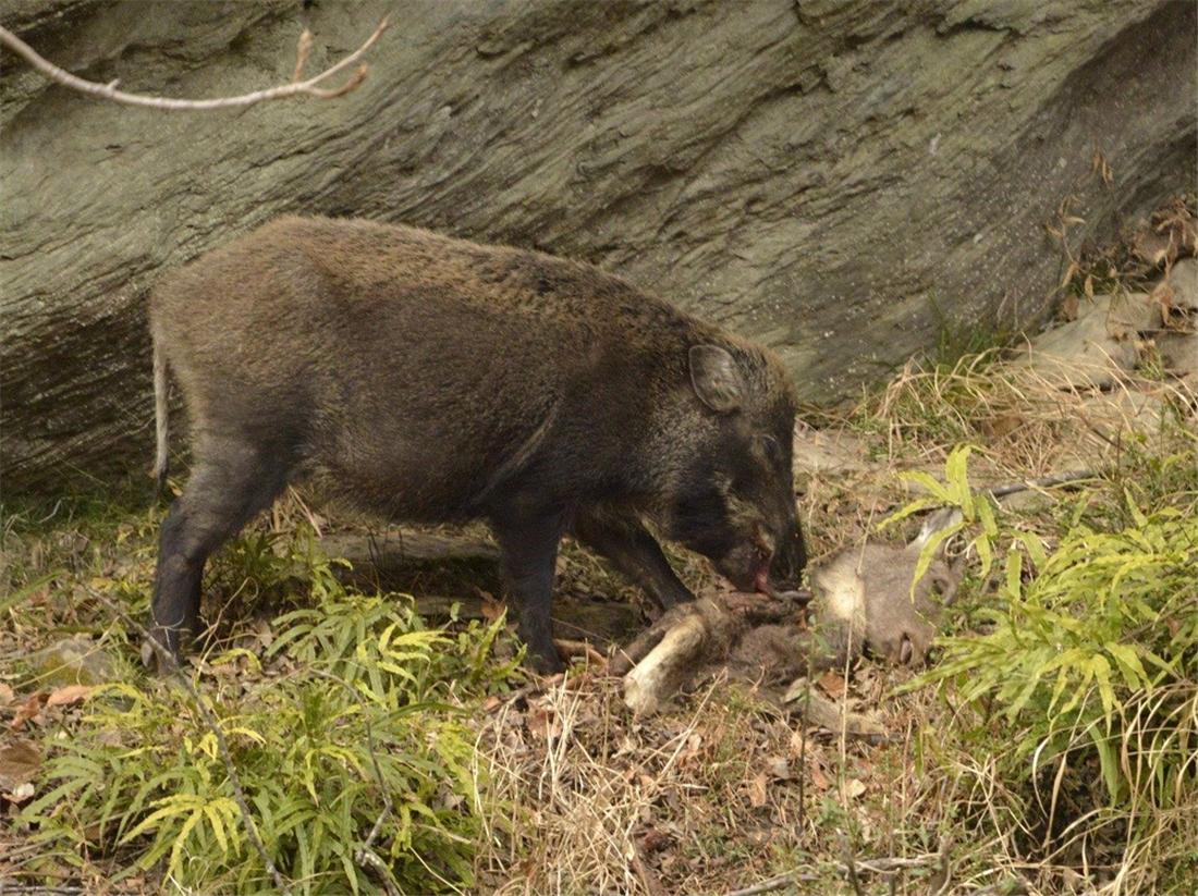 辟谣男子被野猪咬伤事件始末揭秘