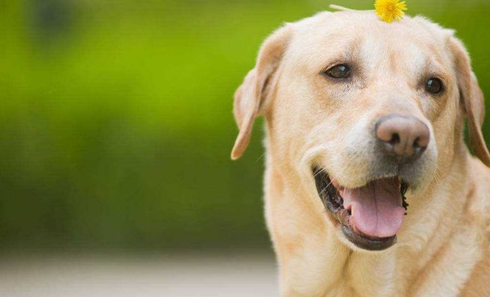 全世界最有味道的寿司，犬与人之间的美食差异