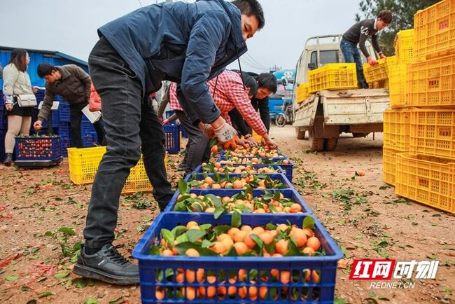 砂糖橘的秘密，为什么它们身上都有个洞？