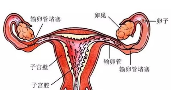 怀孕5个月竟被误诊为妇科病？医生的疏忽让她陷入绝望！