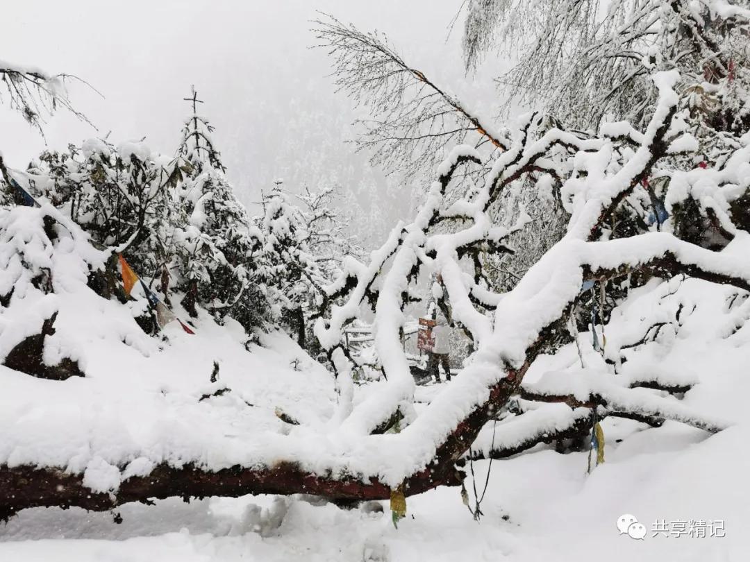 云南雨崩景区雪崩游客尖叫躲避