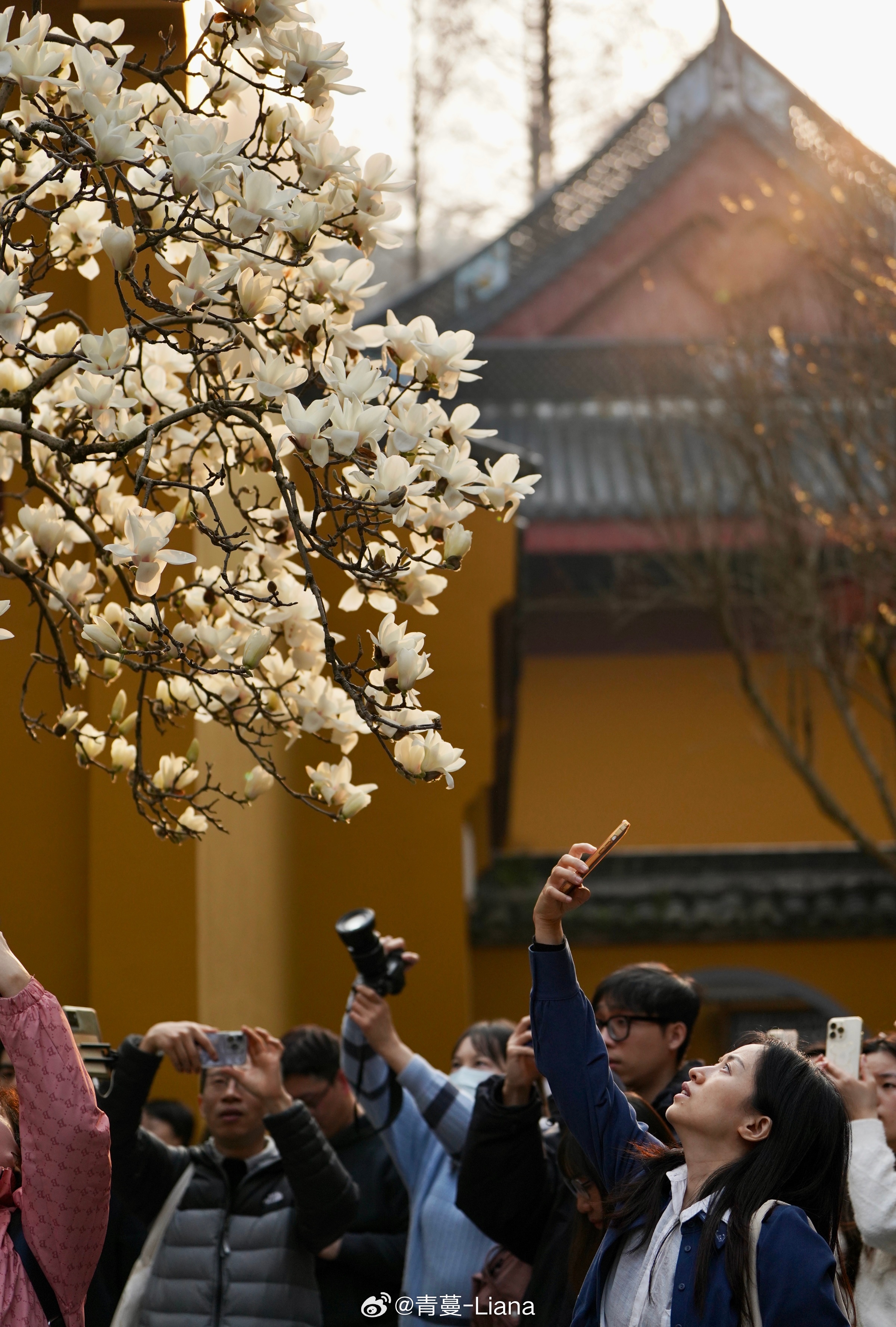 80岁河南大爷千里追花，法喜寺500岁玉兰竟拍出惊人秘密！